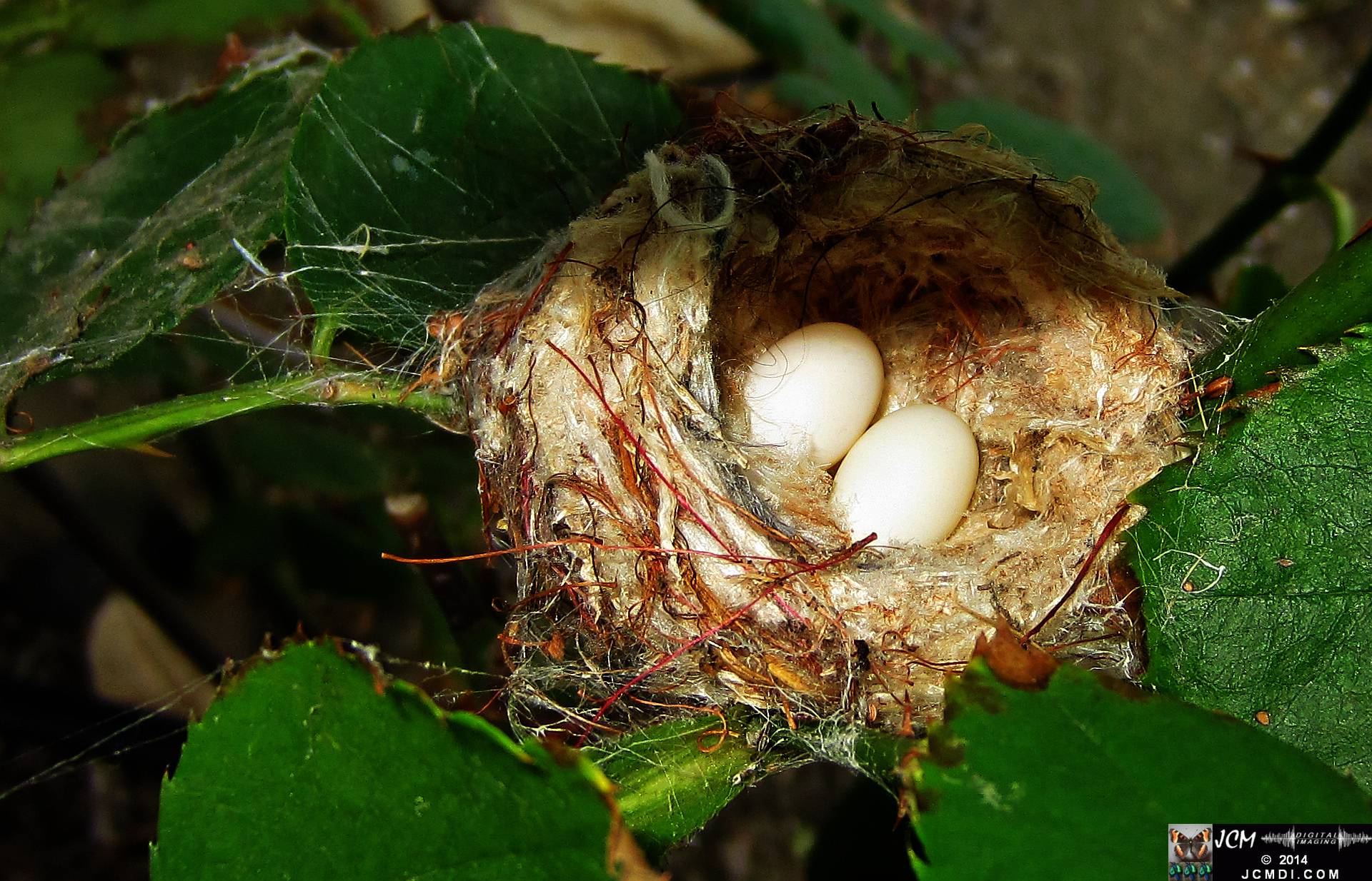 Allen's Hummingbird Nest with eggs